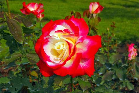 england tudor rose|tudor roses for garden.